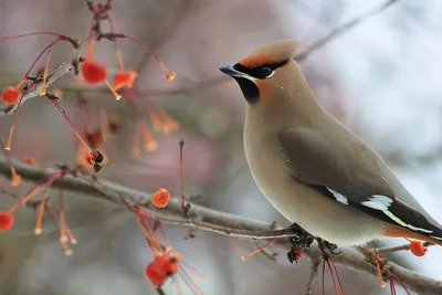Зимующие птицы владимирской области - 72 фото
