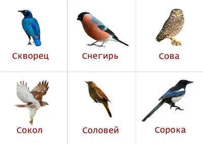 Птицы Башкирии (Большое количество фотографий) - treepics.ru