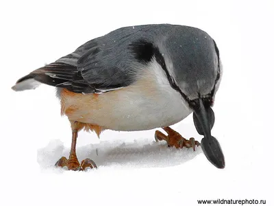 зимующие в Чувашии птицы | Wild Nature Photo
