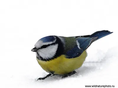 Зимующие птицы чувашии фото фото