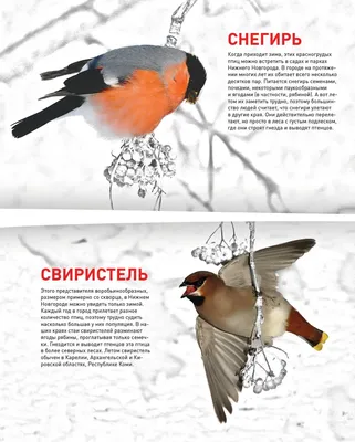 Птицы Башкирии - 75 фото