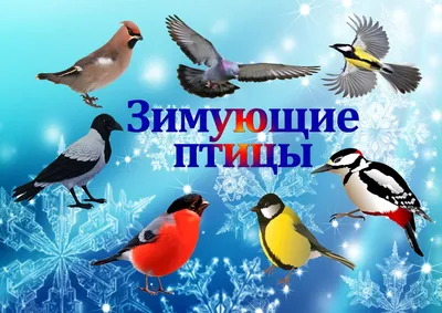 Зимующие птицы Москвы и Подмосковья: как и чем можно их кормить - Советы -  РИАМО в Люберцах