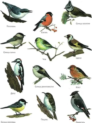 Раскраски зимующие птицы нашего края (41 фото) » Картинки, раскраски и  трафареты для всех - Klev.CLUB