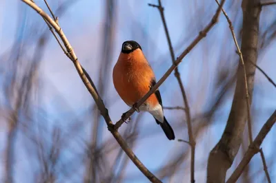 Зимующие птицы картинки - 65 фото