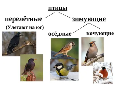 Карточки \"Перелетные и зимующие птицы России\"