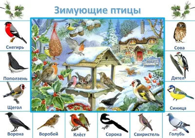 группа \"Непоседы\": \"Зимующие птицы Урала\"