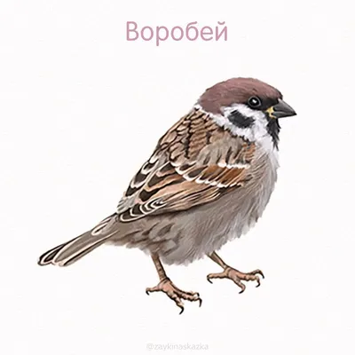 Зимующие птицы» в детской библиотеке № 236 – события на сайте «Московские  Сезоны»