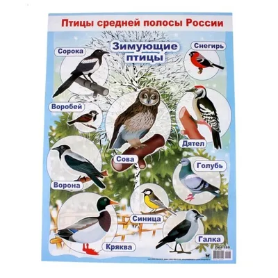 Центр учебных пособий - Плакат \"Зимующие птицы\"