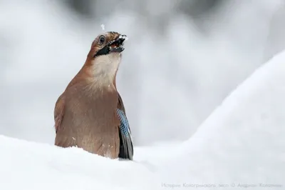 63 вида зимующих птиц насчитали в Брянской области - МК Брянск