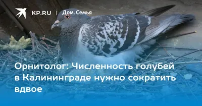 Лесные птицы ярославской области - 75 фото