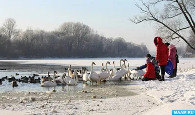 У нас им тепло»: на Балткосе в канун Рождества заметили птиц, которые  раньше летели транзитом (фото) - Новости Калининграда