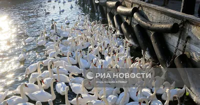 Птицы Калининградской области - фото с названиями и описанием