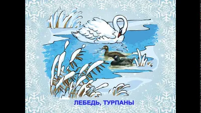Зимующие птицы Калининградской области - YouTube