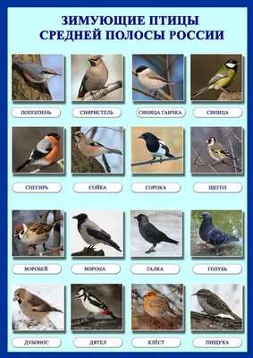 Зимующие птицы. Названия, описания и особенности зимующих птиц | Животный  мир