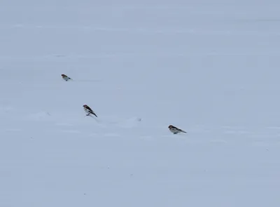 Зимующие птицы Кировской области