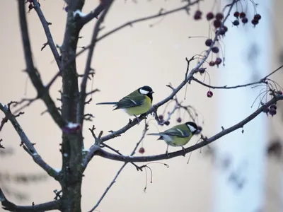 Названы птицы, которые перестали улетать на зиму из Московского региона - В  регионе - РИАМО в Люберцах
