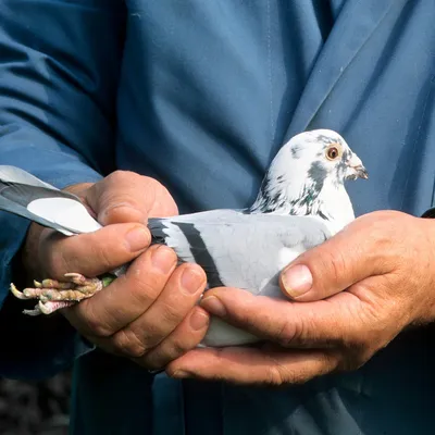 Синица в руках. 12 ноября по традиции привечают зимующих птиц