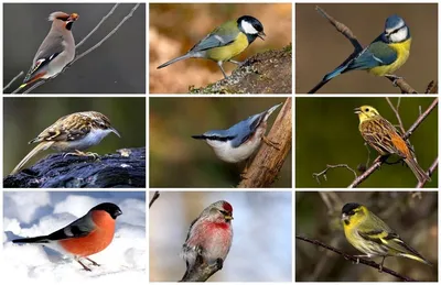 Все желающие могут присоединиться к наблюдениям на зимующими птицами в  Подмосковье - В регионе - РИАМО в Люберцах