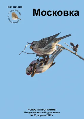 Зимующие птицы Подмосковья (55 фото)
