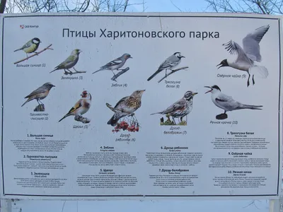 Птицы Подмосковья - фото с названиями.