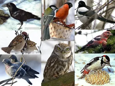 Зимующие птицы подмосковья и фото фото