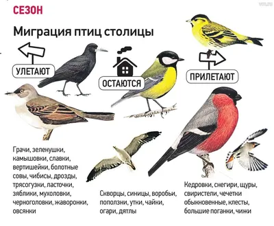 Программа птицы Москвы и Подмосковья | Лесной массив в окр. Петелино