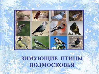 Презентация к классному часу в начальной школе о зимующих птицах