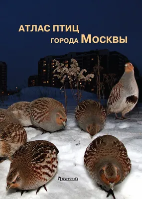 Программа птицы Москвы и Подмосковья | Мониторинг численности птиц в Москве  и Московской области