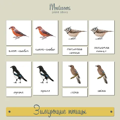 Зимующие птицы россии фото фото