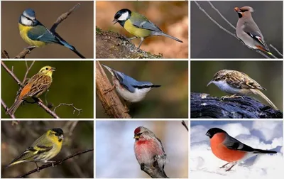 Зимующие перелетные птицы - 68 фото