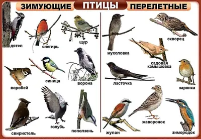 Зимующие птицы Европейской части России