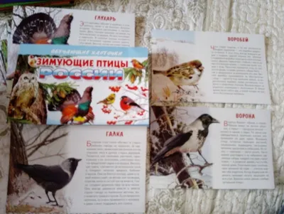 Карточки \"Перелетные и зимующие птицы России\" | Птицы, Зима, Детский сад
