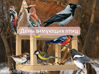 Обучающие карточки «Зимующие птицы России», 16 карточек купить в Чите  Дошкольное воспитание в интернет-магазине Чита.дети (2410406)