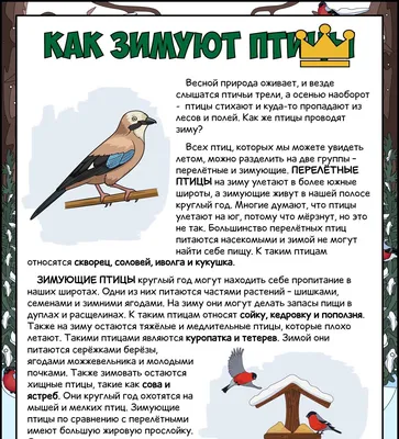Иллюстрация 19 из 22 для Карточки Зимующие птицы России | Лабиринт - книги.  Источник: Klopitoha