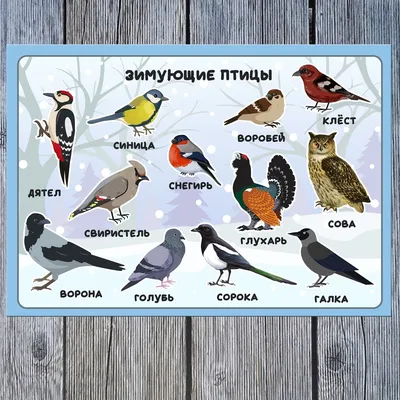 Литур Обучающие карточки: Времена года, Зимующие птицы России