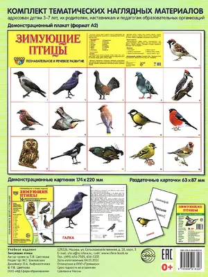 Зимующие птицы России - карточки Монтессори купить и скачать | Зима,  Монтессори, Птицы