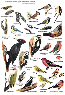 Иллюстрация 21 из 22 для Карточки Зимующие птицы России | Лабиринт - книги.  Источник: Irina Vladimirovna