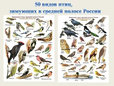 Зимующие и перелетные птицы России | Путешествие по Карелии | Для детей,  Птицы, Зоология