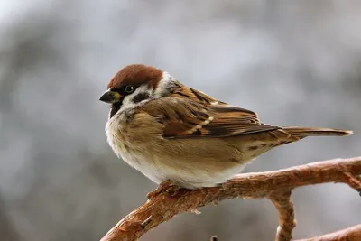 Птицы средней полосы зимующие (37 фото) - красивые фото и картинки  pofoto.club