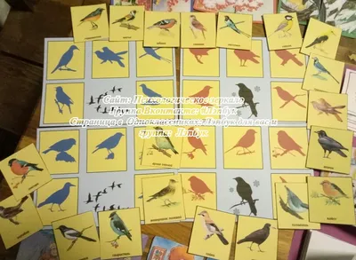 Иллюстрация 22 из 22 для Карточки Зимующие птицы России | Лабиринт - книги.  Источник: Irina Vladimirovna