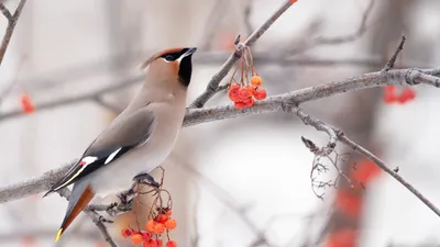 Зимующие птицы: наглядный материал и рассказы | скачать и распечатать