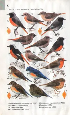 Картинки птиц Сибири с надписями (10 картинок) | Memax