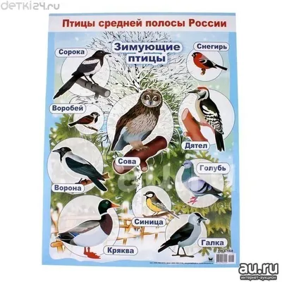 городские птицы | Wild Nature Photo