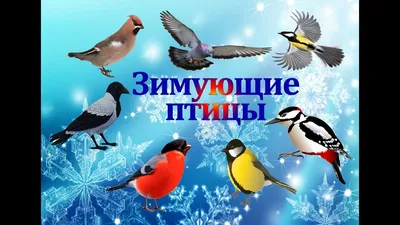 Раскраска зимующие птицы - 61 фото