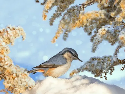 Птицы Сибири - 73 фото