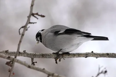 Пухляк (Parus montanus). Птицы Сибири.