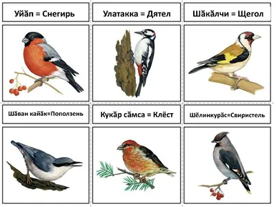 Материалы для стенда \"Зимующие птицы Удмуртии