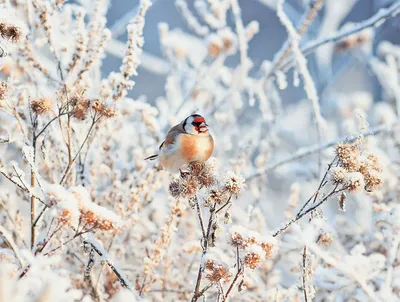 городские птицы | Wild Nature Photo