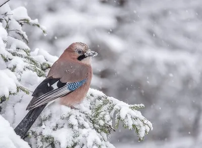 Птицы Алтая зимой (59 фото) - 59 фото