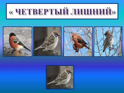 Зимовка птица - картинки и фото poknok.art
